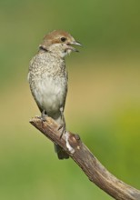 Red-backed Shrike (Lanius collurio) female calling from branch, Aosta Valley, Italy