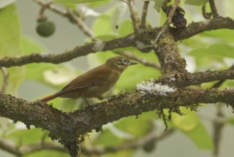 Montane Foliage-gleaner (Anabacerthia striaticollis), Ecuador