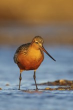 Bar-tailed Godwit (Limosa lapponica) feeding along a river in Nome, Alaska