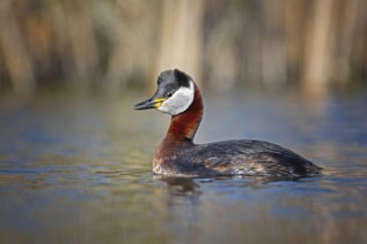 Red-necked Grebe (Podiceps grisegena), Saxony-Anhalt, Germany