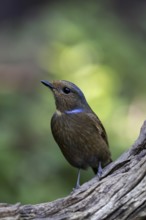 Large Niltava (Niltava grandis grandis) female, Yunnan, China