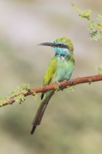 Green Bee-eater (Merops orientalis), Eilat, Israel