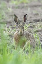 European hare (Lepus europaeus) sitting on a freshly harrowed field, looking into the camera, North