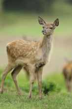 A young deer with white spots stands in a meadow and looks into the distance, red deer (Cervus