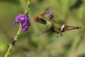 Rufous-crested Coquette (Lophornis delattrei) flying while feeding at a flower in Manu National