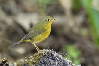 Golden Bush Robin (Tarsiger chrysaeus) female, Thailand