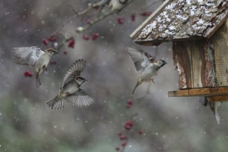 House Sparrow (Passer domesticus) group flying to a feeding house, Baden-Wuerttemberg, Germany