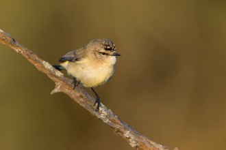 Yellow-rumped Thornbill (Acanthiza chrysorrhoa), Victoria, Australia
