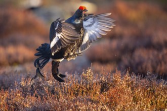 Black grouse (Lyrurus tetrix), black grouse courtship in Sweden, Fågelsjö, Gävleborgs län, Sweden