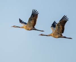 Crane (Grus grus), two cranes in flight, warm morning light, blue sky, Lower Saxony, Germany