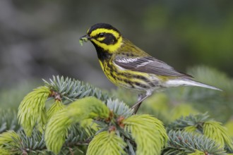Townsend's Warbler (Dendroica townsendi) perched on a branch in Seward, Alaska