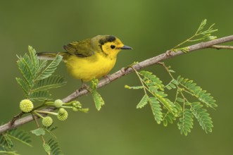 Hooded Warbler (Setophaga citrina) female perched on a branch, Texas, USA