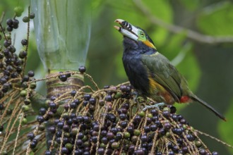 Spot-billed Toucanet (Selenidera maculirostris) feeding on palm fruits in the Atlantic rainforest