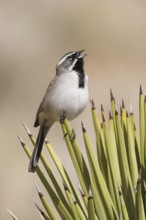 Black-throated Sparrow (Amphispiza bilineata) singing, California, USA