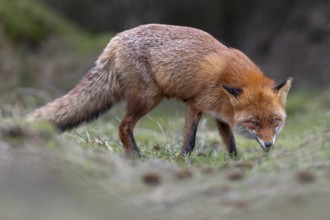 Even when the red fox (Vulpes vulpes) is feeding, it is always ready to flee and observe its