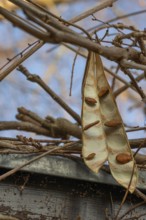 Seed pods of blue rain (Wisteria), Bavaria, Germany