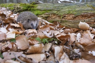 Hedgehog (Erinaceidae) on the forest floor looking for winter quarters, Cloppenburg, Lower Saxony,