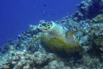 A green sea turtle gracefully swims over a vibrant coral reef in the crystal-clear waters of the
