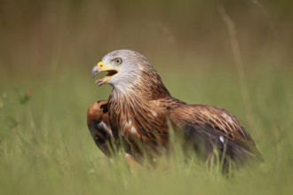 Red kite (Milvus milvus) adult raptor bird of prey calling in grassland, England, United Kingdom