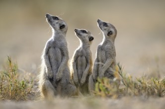 Meerkats or suricates (Suricata suricatta), Makgadikgadi Salt Pans, Makgadikgadi Pans National