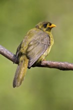 Bell Miner (Manorina melanophrys), Queensland, Australia