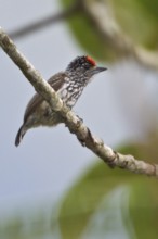 Ocellated Piculet (Picumnus dorbignyanus) perched on a branch in Bolivia, South America