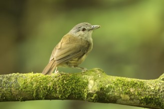 Horsfield's Babbler (Malacocincla sepiaria) perched on mossy trunk, East Java, Indonesia