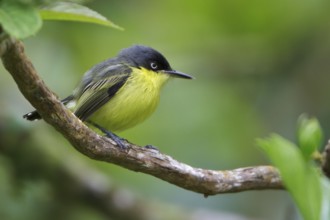 Common Tody Flycatcher (Todirostrum nigriceps) perched on a branch in Costa Rica, Central America