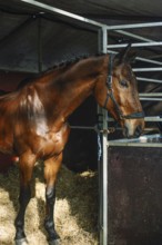 A stunning horse stands gracefully in a stable setting, showcasing its muscular build and shiny