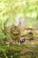 European wildcat (Felis silvestris silvestris) standing in a forest, Bavaria, Germany