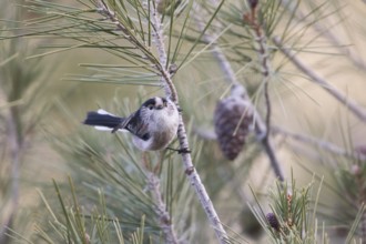 Long-tailed Tit - Schwanzmeise - Aegithalos caudatus ssp. irbii, Spain