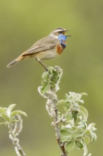 Bluethroat (Luscinia svecica) perched on a branch in Nome, Alaska