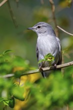 Hard-backed flycatcher, (Fraseria caerulescens), animals, birds, biotope, perch, iSimangaliso
