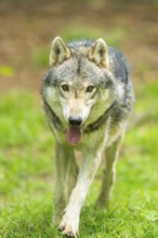 European gray wolf (Canis lupus lupus) in the forest, Germany