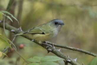 Green Shrike-babbler (Pteruthius xanthochlorus), Bhutan