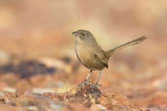Dusky Grasswren (Amytornis purnelli) male, Northern Territory, Australia