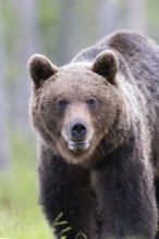 Brown bear (Ursus arctos) in the Finnish taiga, Kuusamo, Finland