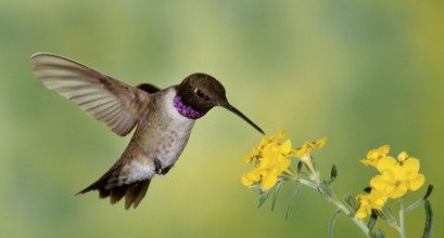 Black-chinned Hummingbird (Archilochus alexandri), Texas, USA