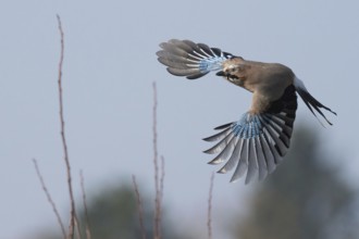A jay (Garrulus glandarius) in flight against a blurred sky, Hesse, Germany