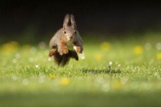 Running squirrel (ciurus vulgaris), Vechta, Lower Saxony, Germany