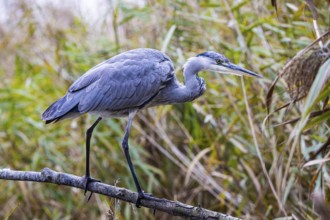 Grey heron (Ardea cinerea) Germany