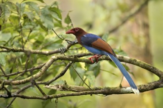Sri Lanka Blue Magpie (Urocissa ornata) perched on a branch, Sinharaja National Park, Sri Lanka