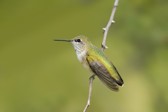 Calliope Hummingbird Stellula calliope Portal, Chiricahua Mountains, ARIZONA, United States 17
