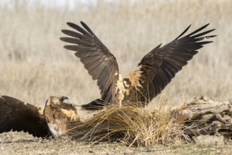 Western Marsh Harrier (Circus aeruginosus) female fighting, Castile-La Mancha, Spain