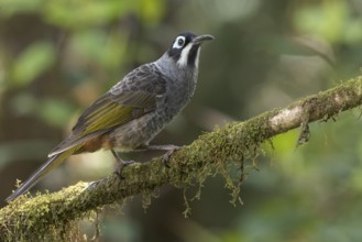 Belford's Melidectes (Melidectes belfordi) perched on a branch in Papua New Guinea