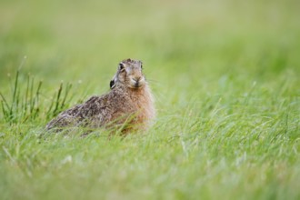 European hare (Lepus europaeus) sitting in a meadow, North Rhine-Westphalia, Germany