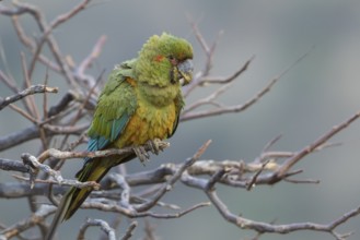Red-fronted Macaw (Ara rubrogenys) juvenile perched on a branch, Bolivia