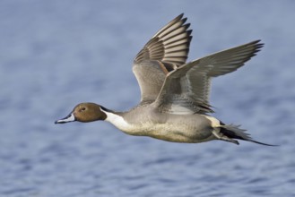 Northern Pintail (Anas acuta) male flying, British Columbia, Canada