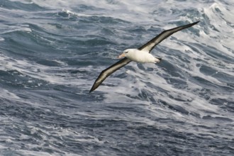 Black-browed Albatross (Thalassarche melanophris) flying, Antarctica