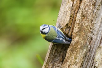 Eurasian blue tit (Cyanistes caeruleus) sitting on an old wrotten tree trunk at a swamp, Bavaria,